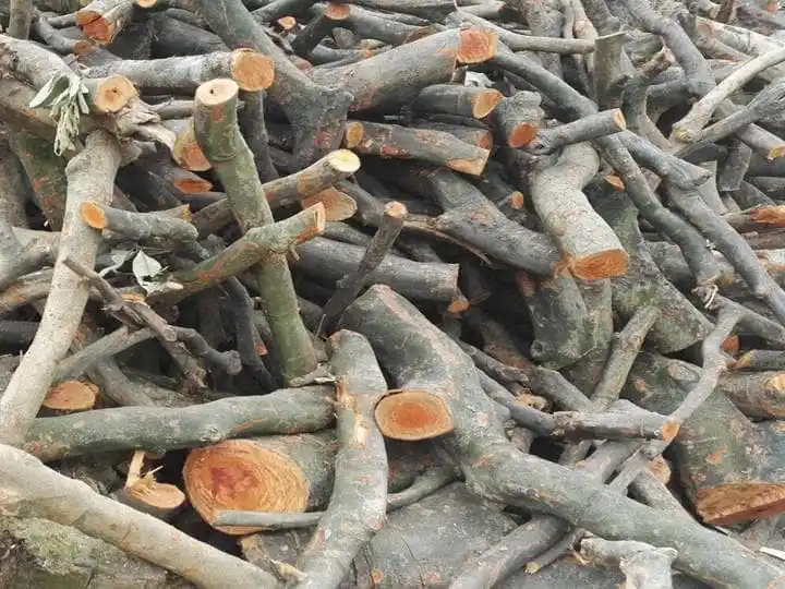 ветви деревьев